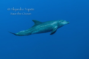 Dolphin encounter, Roca Partida México by Alejandro Topete 